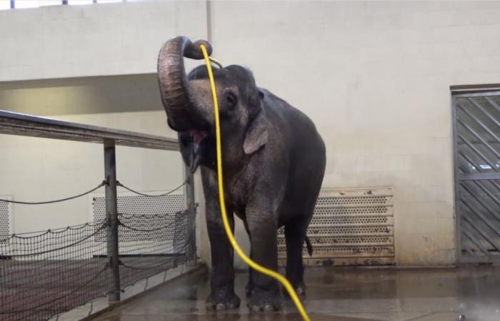 Mary, la elefante asiática que reinventa la ducha