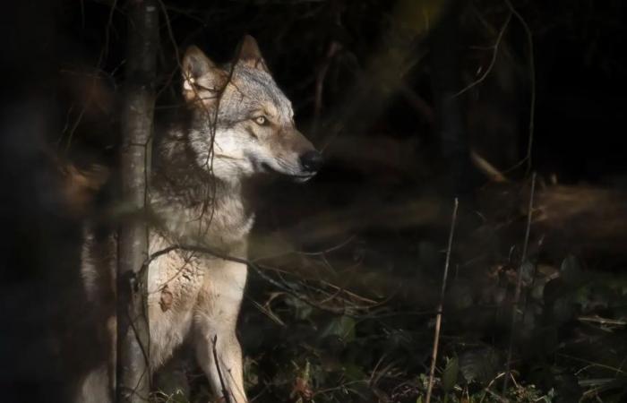 Aquí está el lobo más peligroso de Suiza.