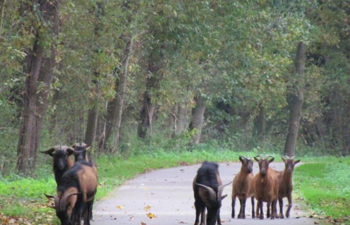 Abandonadas y abandonadas a su suerte, estas cabras encontraron refugio en este pueblo de Oise