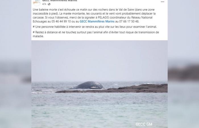 Una ballena muerta aparece en la costa de Val de Saire