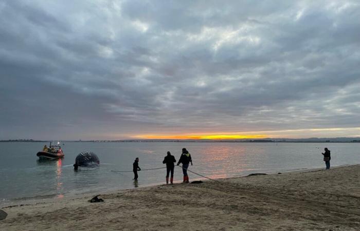 La ballena varada en Val de Saire fue finalmente evacuada