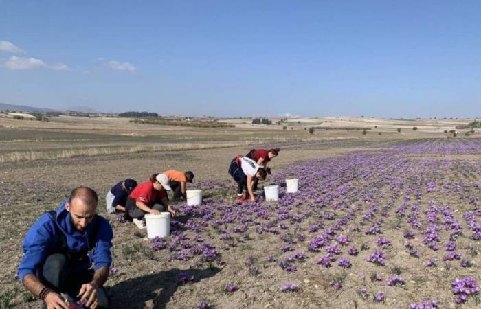 INFORMES. El azafrán de Kozani, este “oro rojo” amenazado por el cambio climático