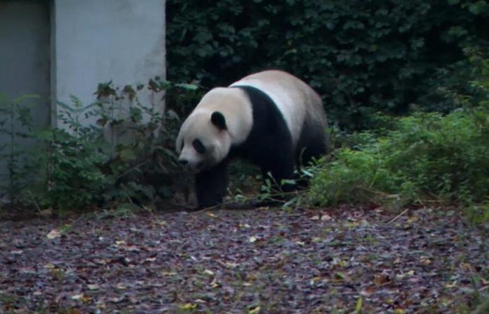 Un último y conmovedor adiós antes de la partida de los tres pandas gigantes nacidos en Pairi Daiza: “Los vi nacer, crecer, partir… Estoy desolada”