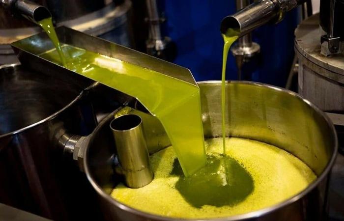 El aceite de oliva brasileño en Marruecos, una respuesta estratégica al aumento de precios