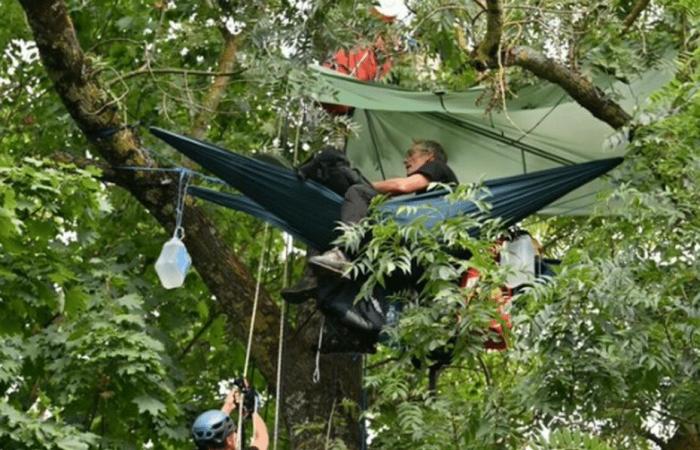 Luz verde del tribunal para la tala de árboles en la línea LGV Burdeos-Toulouse, las “ardillas” siguen ocupando el lugar