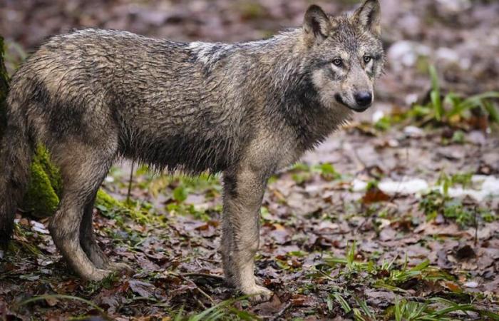 Enojados, atan el cadáver de una novilla a la subprefectura