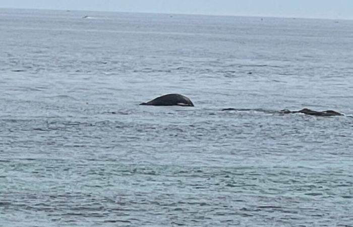 Una ballena muerta aparece en la costa de Réville, en el Canal de la Mancha