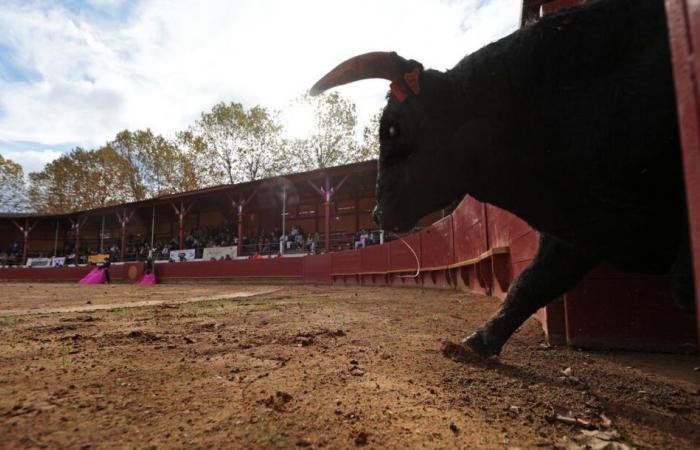 la Fiesta campera a achevé la temporada 2024