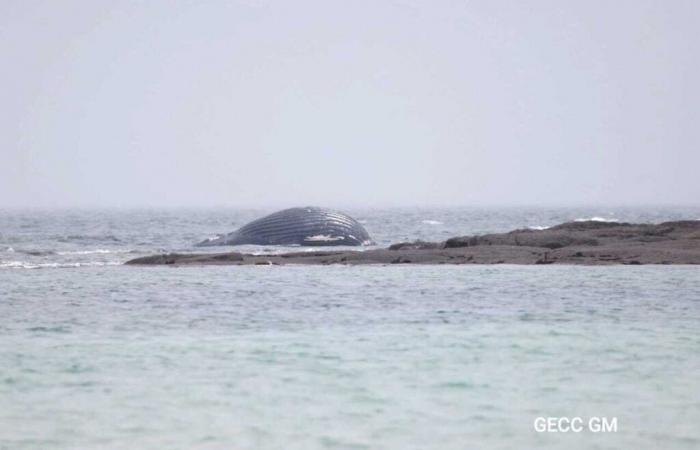 Una ballena aparece varada en el Val de Saire cerca de criaderos de ostras, una consideración para evacuarla