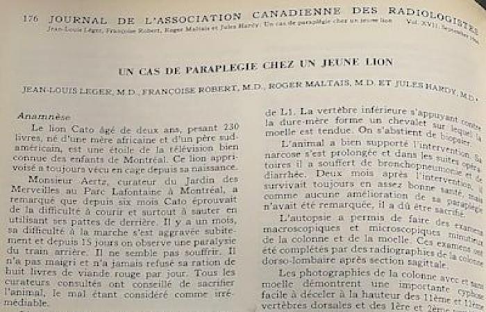 Un león en la mesa de operaciones del hospital Notre-Dame en 1966