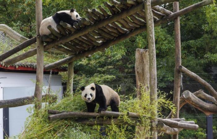 Es el último día para admirar a Bao Di y Bao Mei, los pandas nacidos en Bélgica