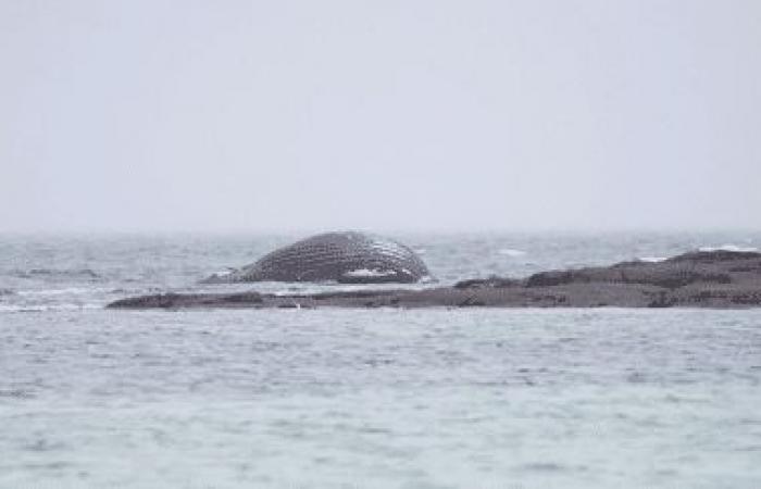 Una ballena jorobada muerta apareció varada en las rocas de Réville, en el Canal de la Mancha.