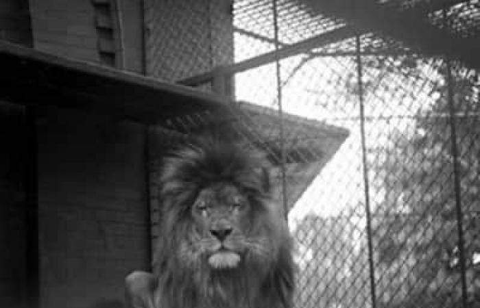 Un león en la mesa de operaciones del hospital Notre-Dame en 1966