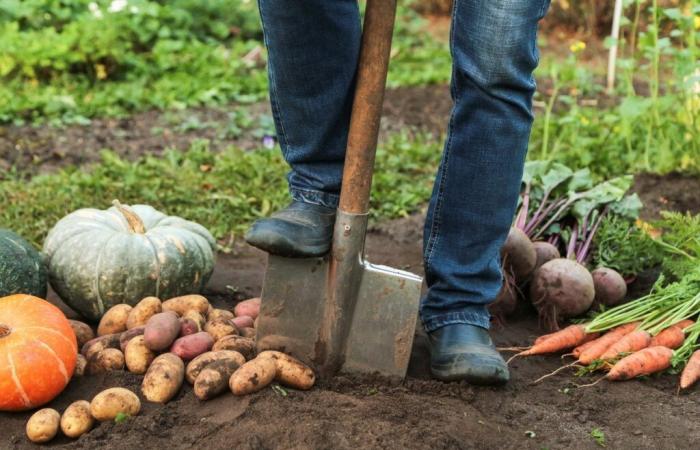 Debes completar estas tareas de jardinería en noviembre.