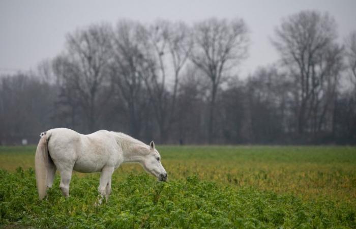 Un caballo de competición valorado en 30.000 euros asesinado por un cazador en una propiedad privada