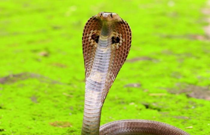 Descubrimiento sobre la serpiente más mortífera del planeta que aún no había revelado todos sus secretos después de 188 años