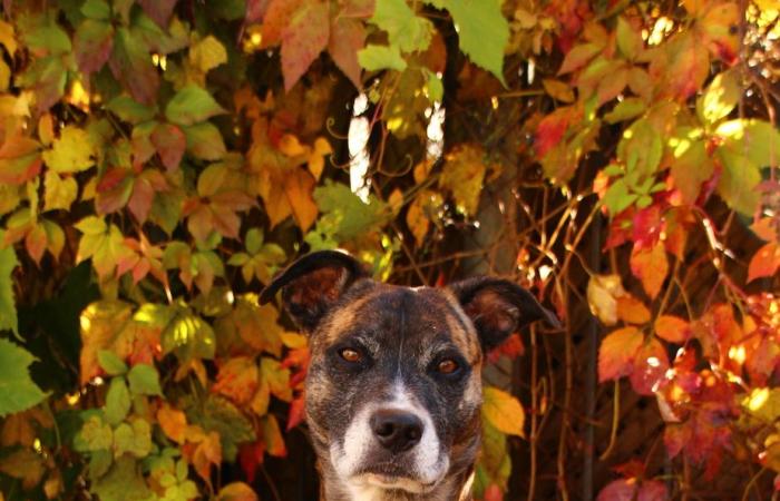 Amor a primera vista en el parque para perros | De La Petite-Patrie a Gaspésie