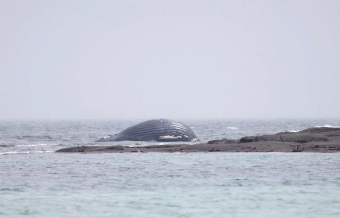 Una ballena aparece en una playa del Canal de la Mancha