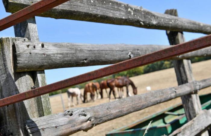 una yegua de competición asesinada por un cazador