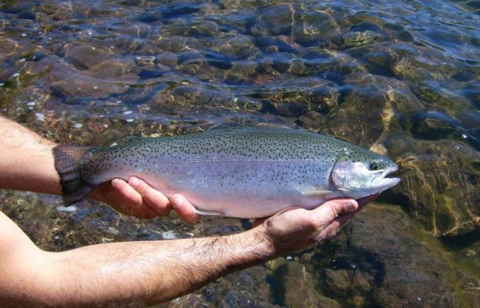 Problemas respiratorios, hábitat modificado, los peces también son víctimas.