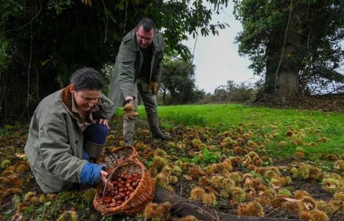 El castaño negro de Mauges y Vendée, un tesoro rescatado del olvido