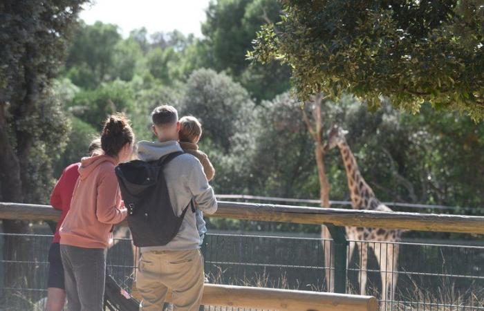 Salas, mercados, zoológico, museos… cerrados o abiertos este lunes 11 de noviembre: ¿qué hacer en Montpellier en este día festivo?