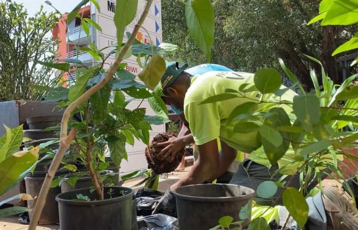 En “verde” y contra todo, Mamoudzou quiere embellecer el día a día de sus habitantes