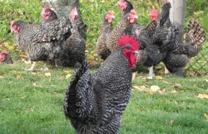 ¿Conoces la gallina Coucou de Rennes?