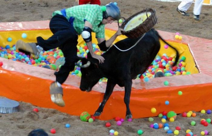 Regreso de Intervilles a la televisión: sin vacas, Dax y Mont-de-Marsan no participarán en el espectáculo