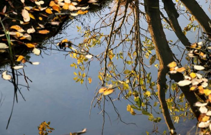 Informe meteorológico. ¿Cómo está el tiempo este lunes 11 de noviembre en Alta Francia?