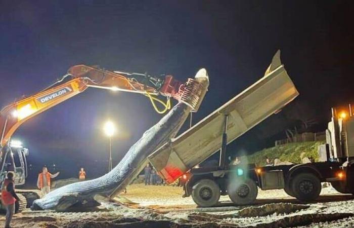 Normandía. Lo que sabemos sobre la ballena varada en Réville antes de su autopsia