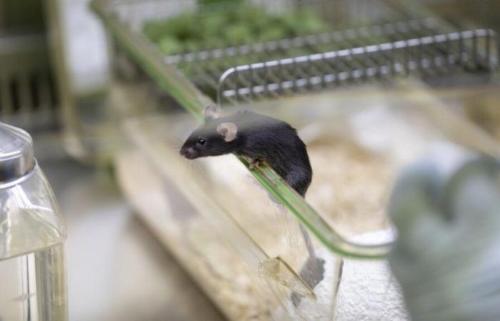 Los suizos tendrán que decidir sobre la experimentación con animales