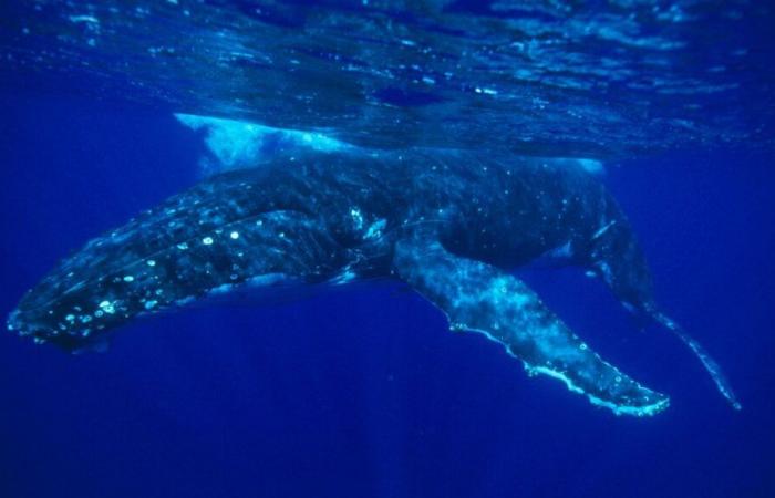 Ballenas en el Canal: ¿el animal varado en el Cotentin este domingo es el mismo que se vio en el Sena a mediados de octubre?