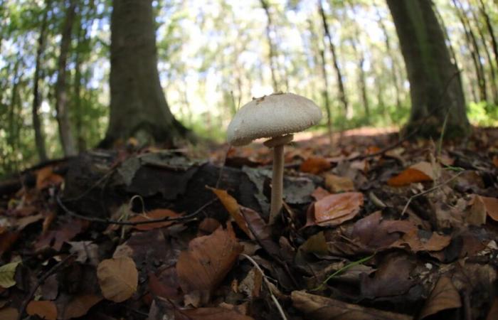 Tarn-et-Garonne: un septuagenario desaparecido tras ir a recoger setas, encontrado en una zanja