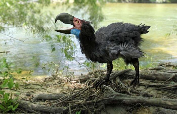 ¡Era mejor no toparse con este terrible pájaro!