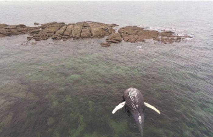 Lo que sabemos de la ballena que encalló en Val de Saire