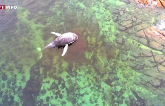 “Pudimos ver su vientre hinchado”: ​​una ballena muerta de ocho metros aparece en la costa del Canal de la Mancha