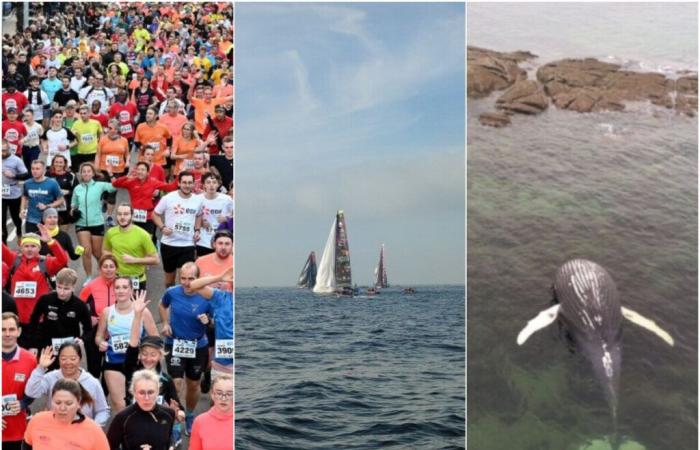 Zancadas, Vendée Globe, ballenas… Las 5 cosas para recordar del fin de semana en el Canal de la Mancha