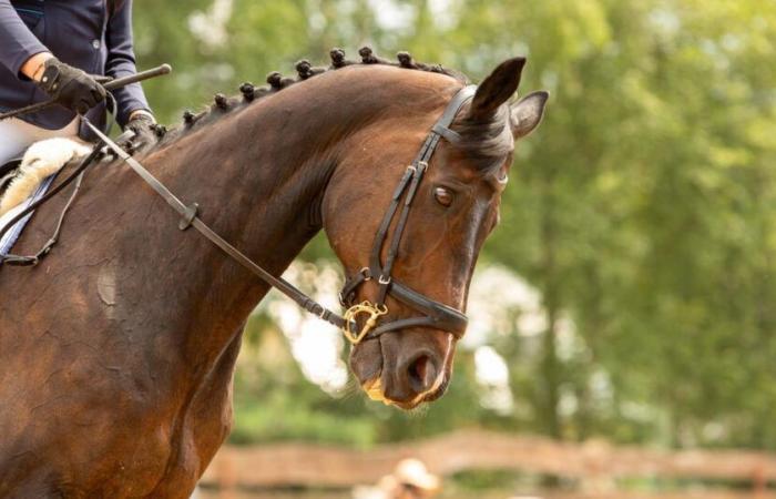 Una yegua de competición asesinada a tiros en Nièvre por un cazador, se abre una investigación