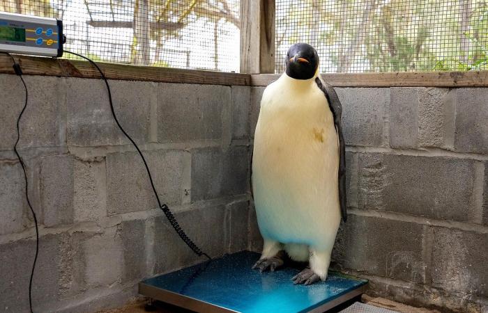 A 3.400 kilómetros de casa: Australia se pregunta por el pingüino perdido