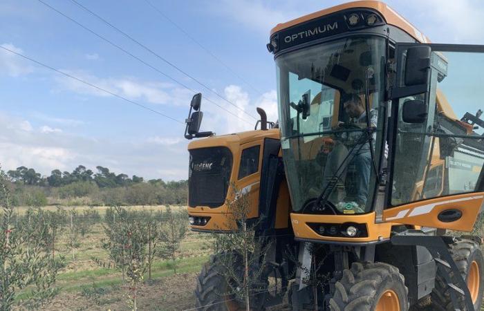 Desarrollo de la olivicultura en Aude: Oil’live Green lanza su primera cosecha de aceitunas en Berriac