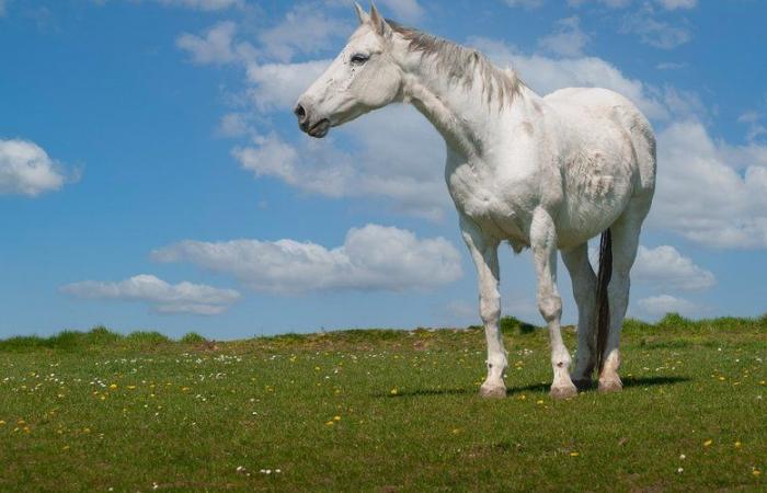 “Lo que me parece muy preocupante es que el cazador haya podido confundir una yegua gris de 1,70 m con un jabalí”: mató al animal en una propiedad privada, valorada en 30.000 euros