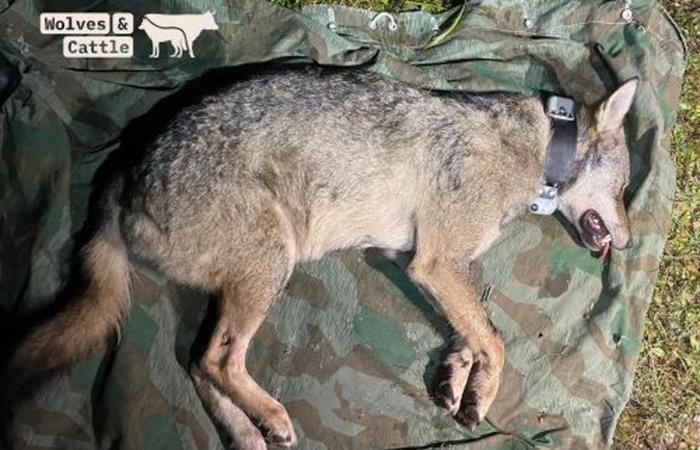 Una loba capturada en el macizo del Jura y equipada con un collar GPS en el marco de un proyecto de investigación suizo