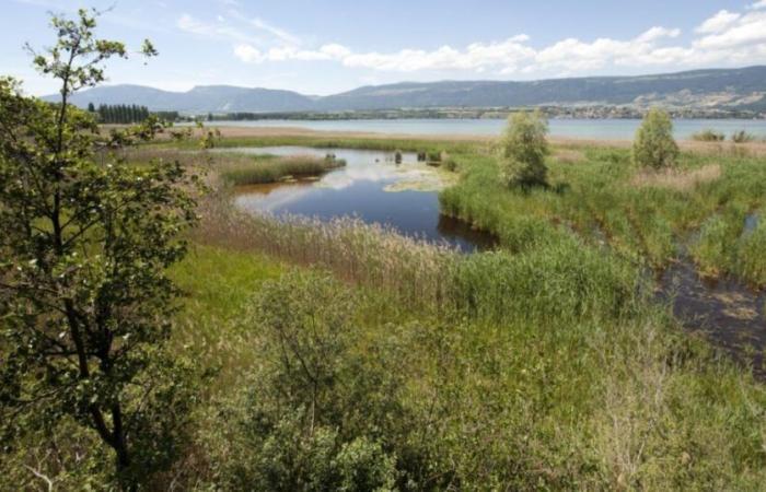 Una pequeña langosta amenazada prospera en la Grande Cariçaie