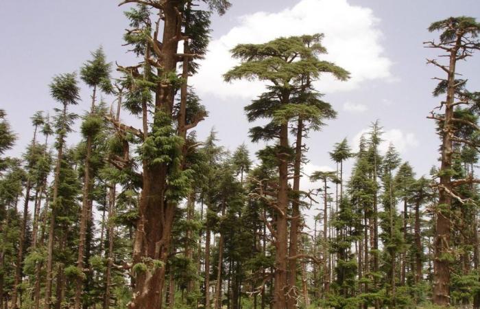 Los científicos se movilizan por el bosque de cedros de Marruecos [INTÉGRAL]