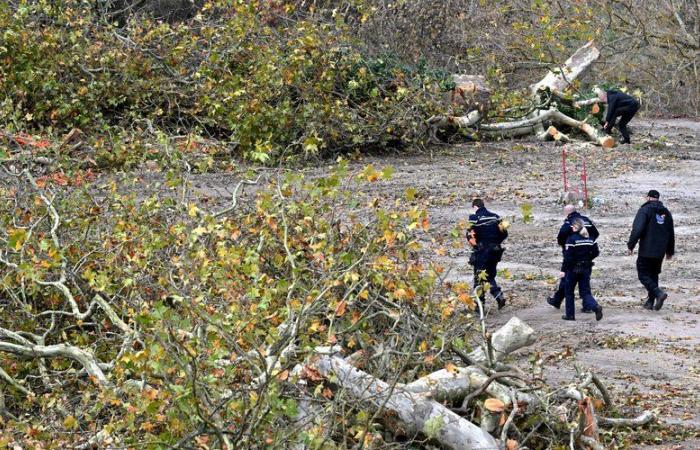 LGV Burdeos-Toulouse: al norte de Toulouse, los opositores al proyecto se organizan tras la tala de varios árboles