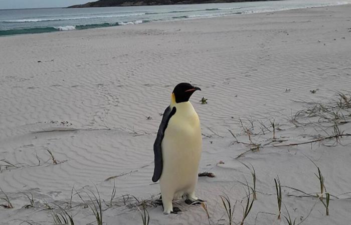 El pingüino emperador aparentemente nada 3.500 kilómetros hasta Australia