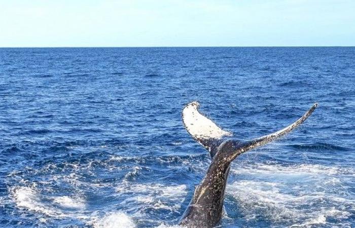 Canal: descubrimiento de una ballena muerta en una playa – LINFO.re