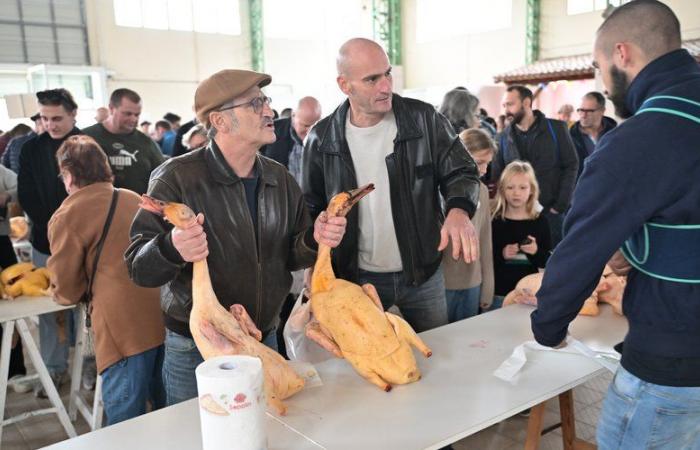 “La calidad no es la misma si están al aire libre o encerrados”: productores de patos preocupados por los efectos del confinamiento