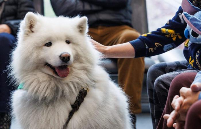 Perros de asistencia contra el cáncer: los “poderes mágicos” de Kozak y Simba